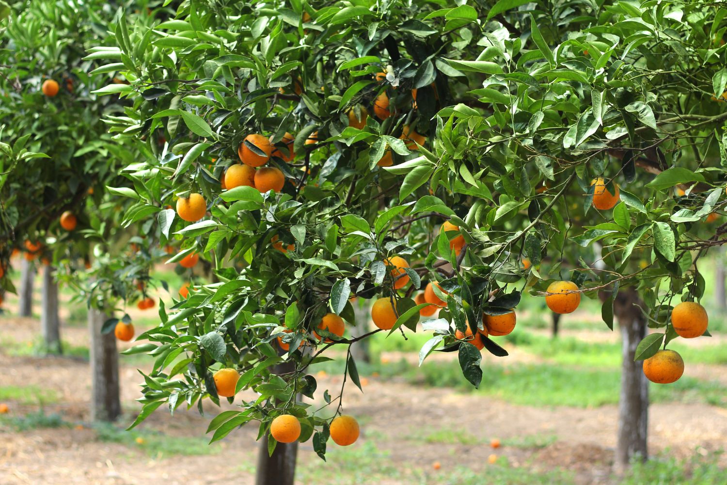 Escondido neighborhood spotlight